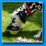 [zum Vergr��ern anklicken]